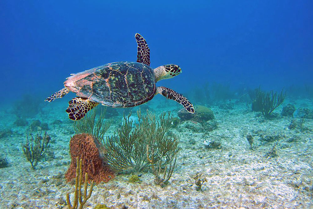 Hawksbill sea turtle swimming