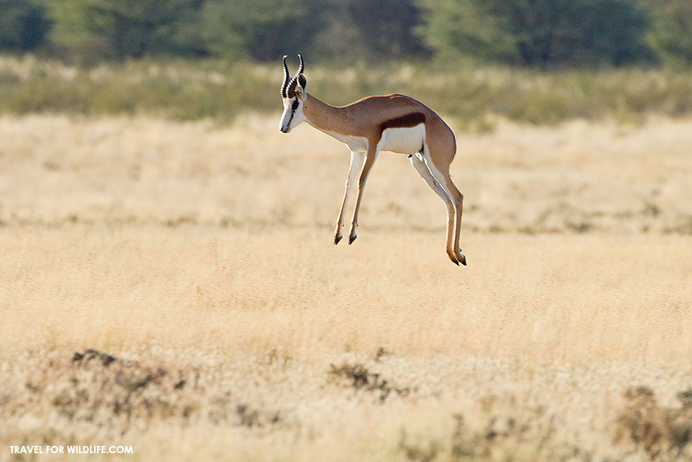 springbok pronking in botswana
