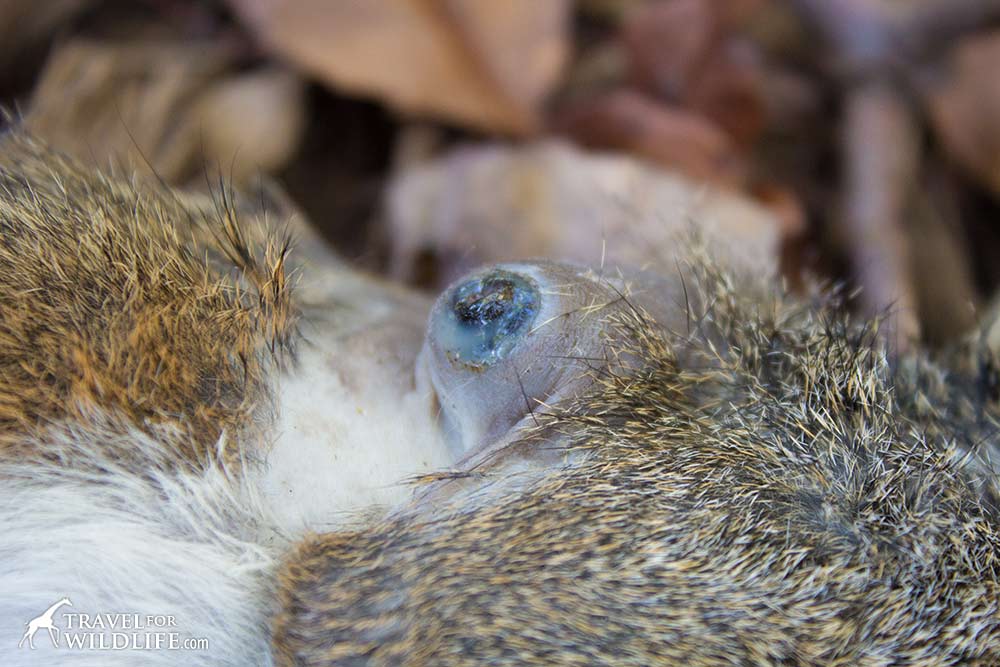 A cuterebra larva pooping out of a warble pore in a squirrel