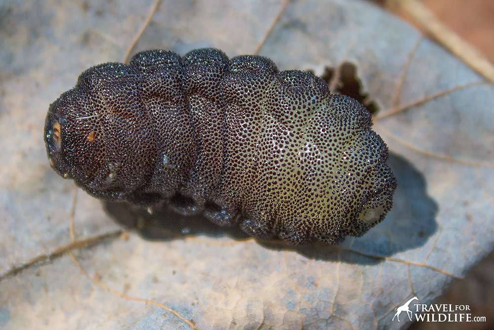 Cuterebra emasculator, Tree Squirrel botfly