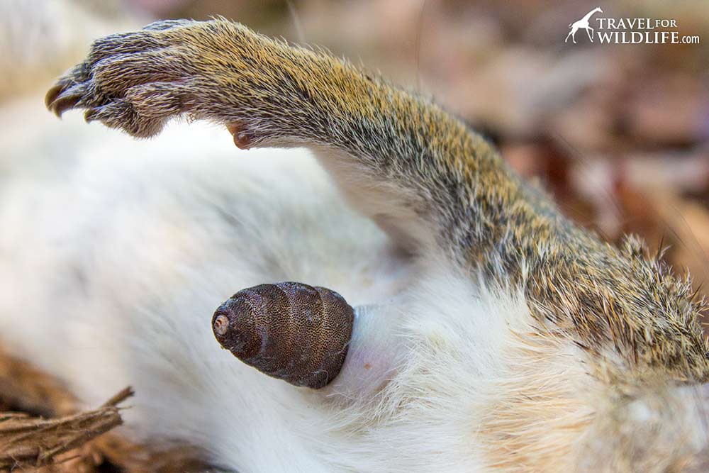 Cuterebra larva emerging from a dead squirrel