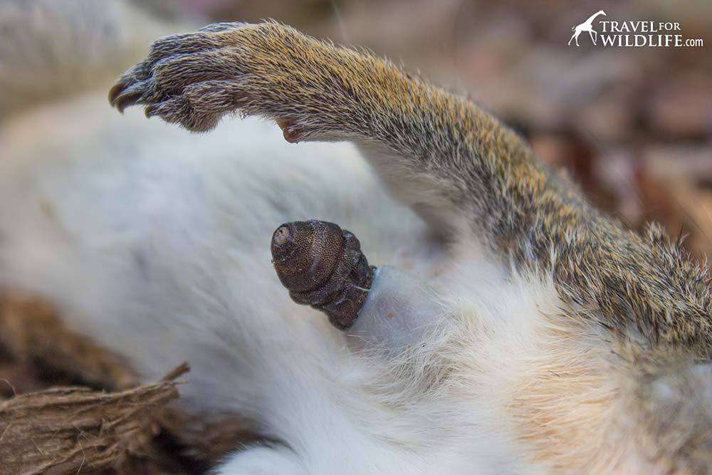 cuterebra larva emerging from squirrel