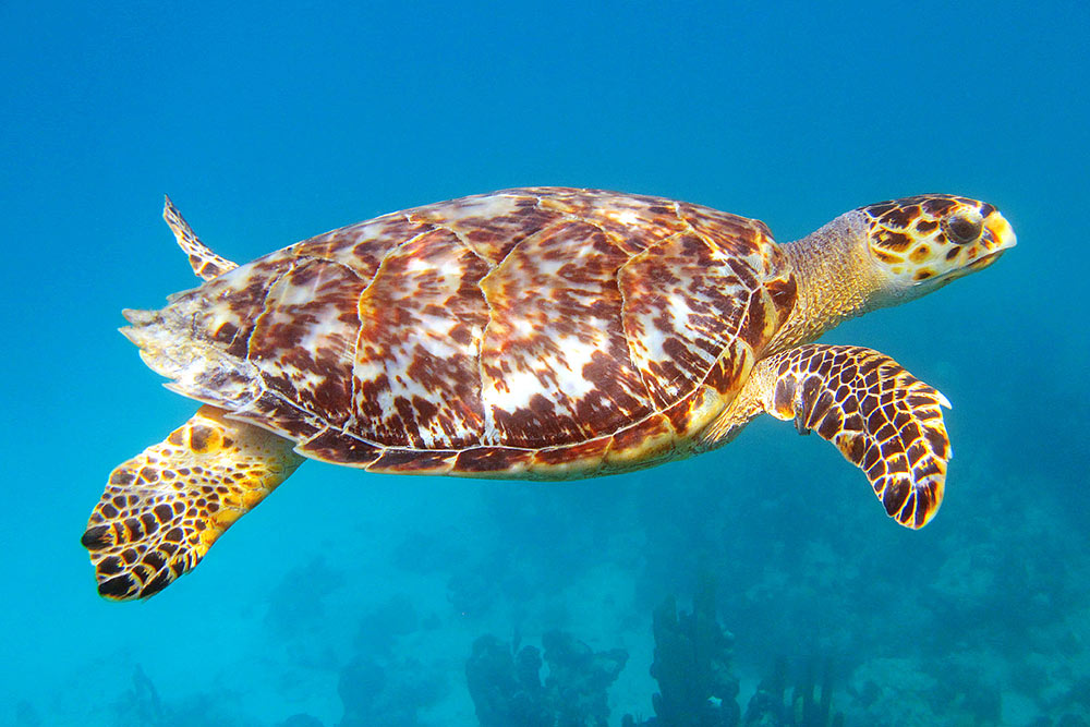 Save the hawksbill sea turtle from extinction