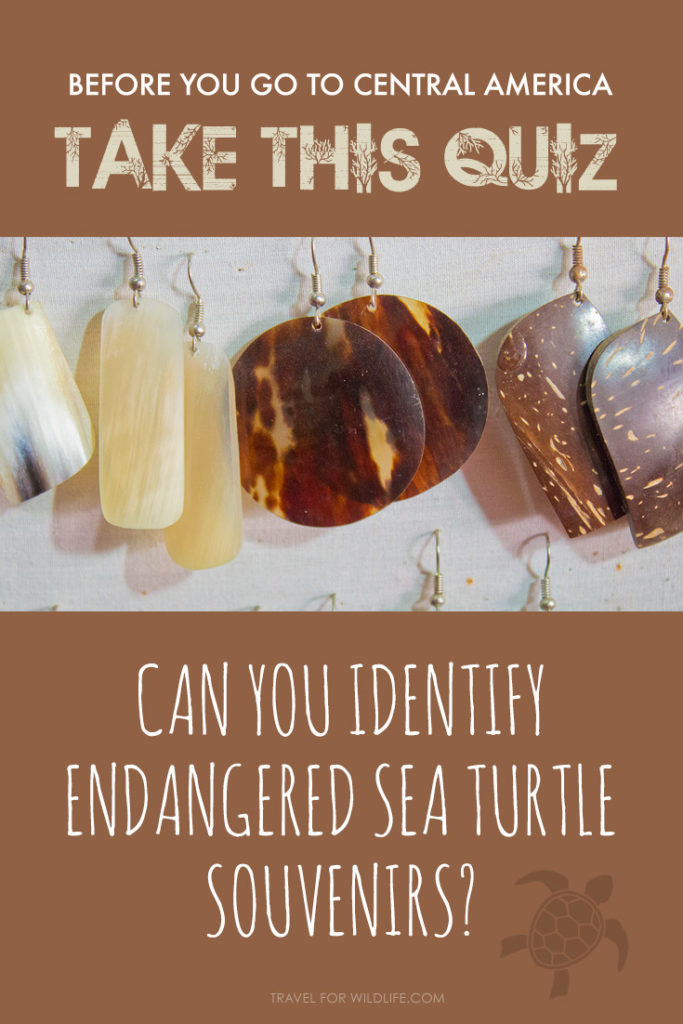 Heading to Central America or the Caribbean? Take this quiz to see if you can identify illegal souvenirs made from endangered sea turtle shell first!