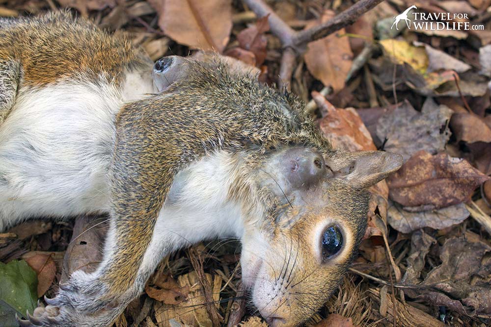 https://www.travel4wildlife.com/wp-content/uploads/2017/09/squirrel-botfly-1.jpg