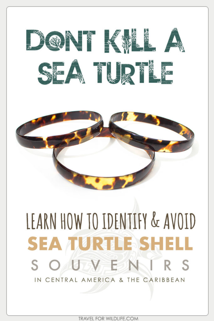 Help save the Hawksbill Sea Turtle from extinction. Read this guide before you travel to Central American or the Caribbean so you can avoid buying souvenirs made from endangered sea turtle shell!