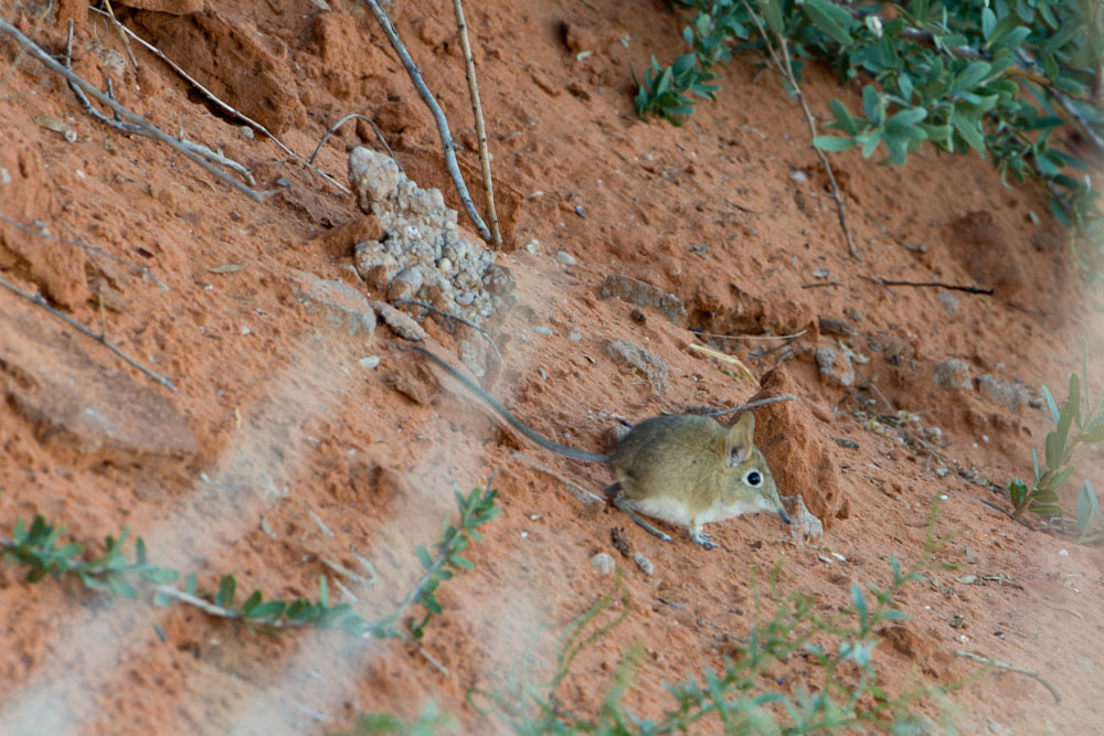 Elephant shrew