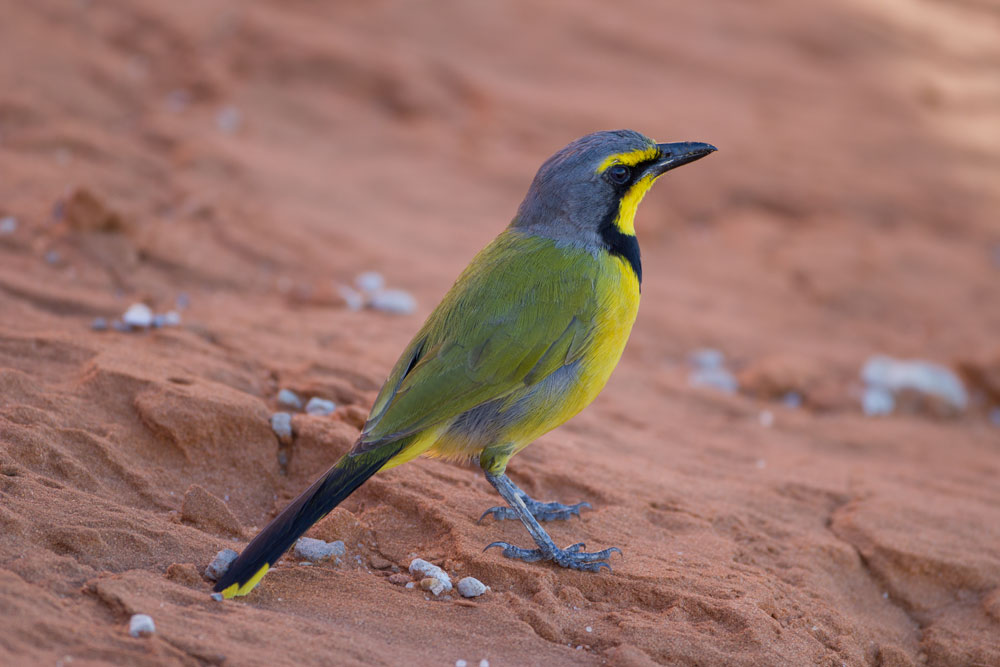 Bokmakierie (bushshrike)