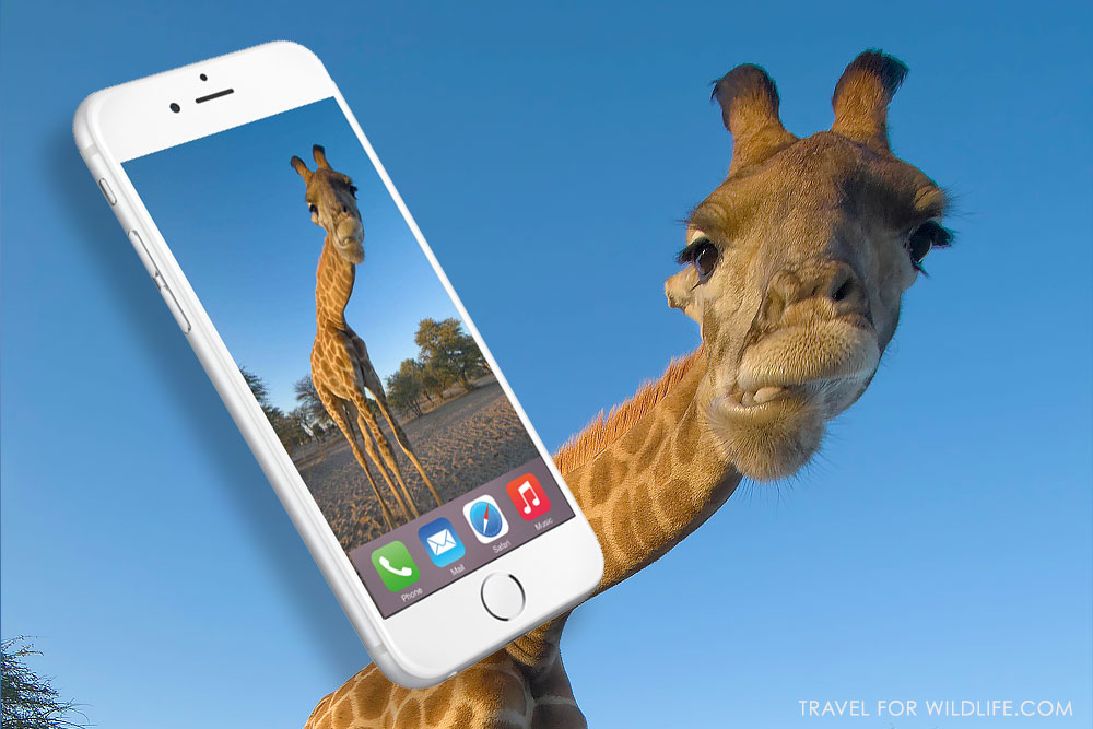 Cool Backgrounds Of Animals That Will Blow You Away Lions Bats Bears Sea Turtles More Cool Backgrounds Of Animals That Will Blow You Away Lions Bats Bears Sea Turtles More