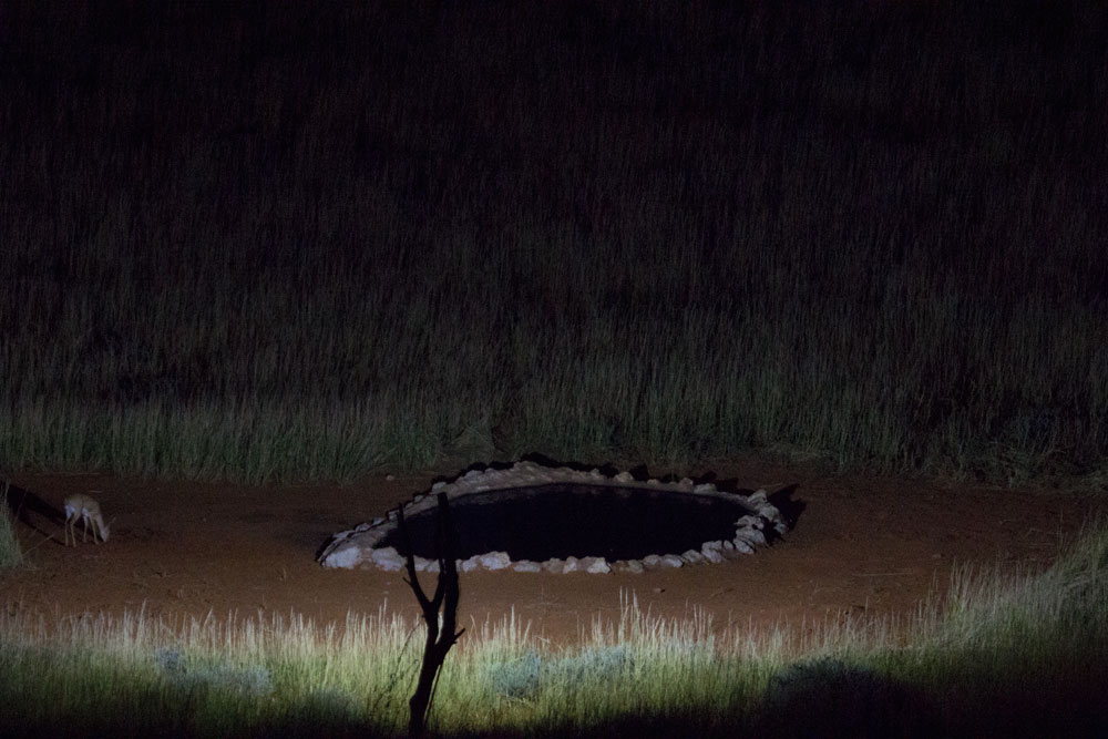 Kalahari waterhole with steenbok