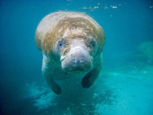 Manatee, Crystal River, Florida