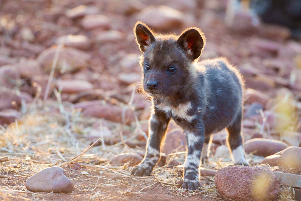 20 Cool Backgrounds Of Animals That Will Blow You Away Lions