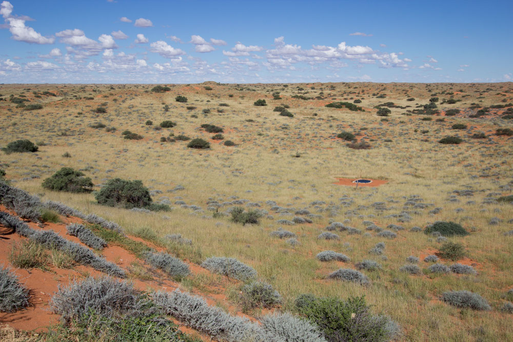 Kalahari waterhole