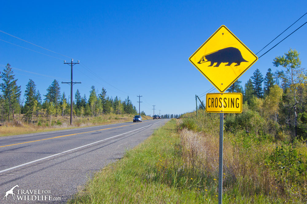 Crossing Signs | Official Pedestrian & Animal Crossing