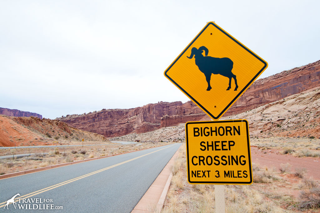 Animal crossing signs: Bighorn crossing sign