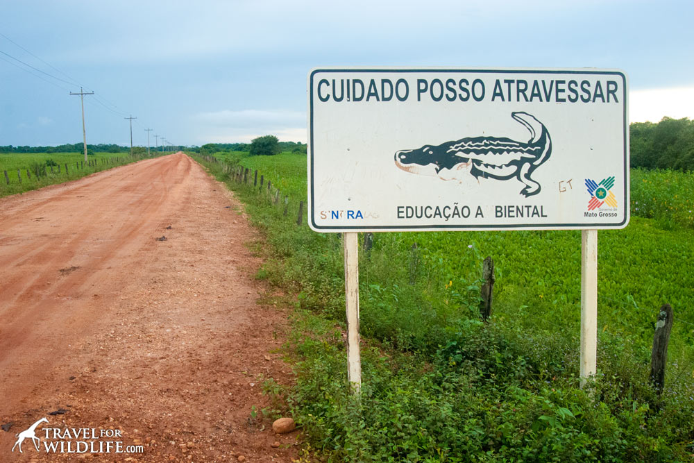 Animal crossing signs: Caiman crossing sign