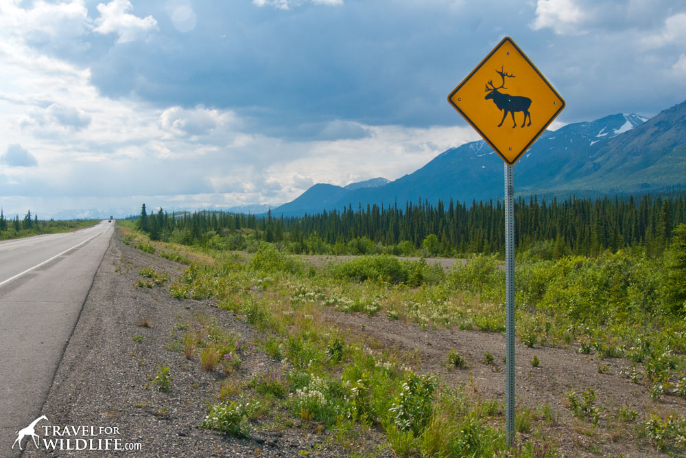 Animal crossing signs: Caribou crossing sign