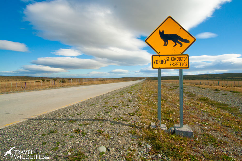 Animal crossing signs: South American Grey Fox crossing sign