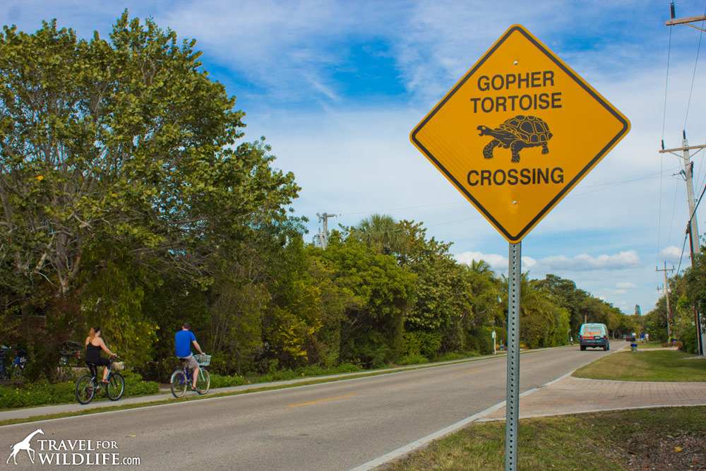 Animal crossing signs: Gopher tortoise crossing sign