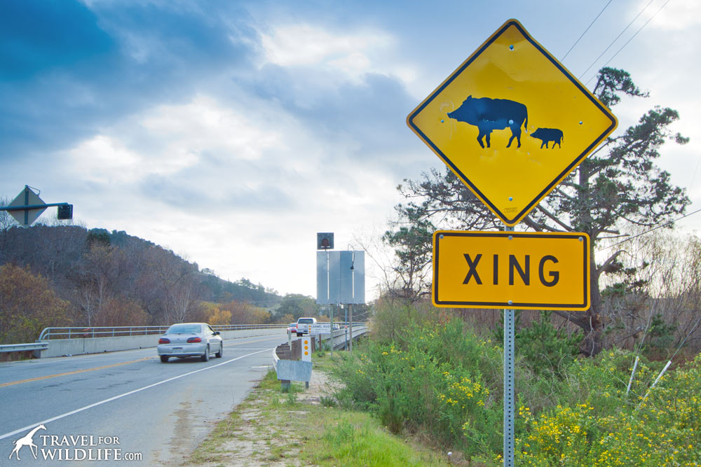 Animal crossing signs: wild boar crossing sign
