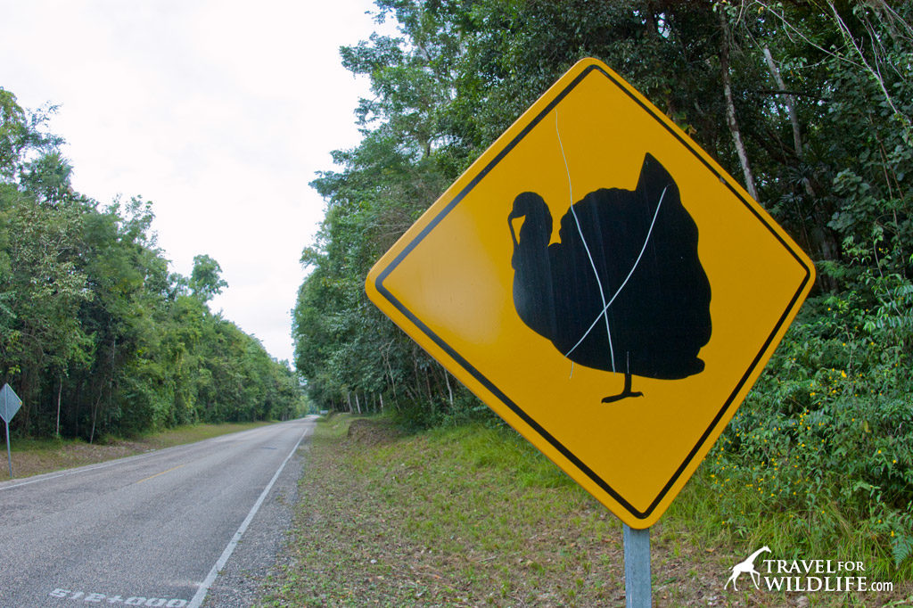 Animal crossing signs: ocellated turkey crossing sign