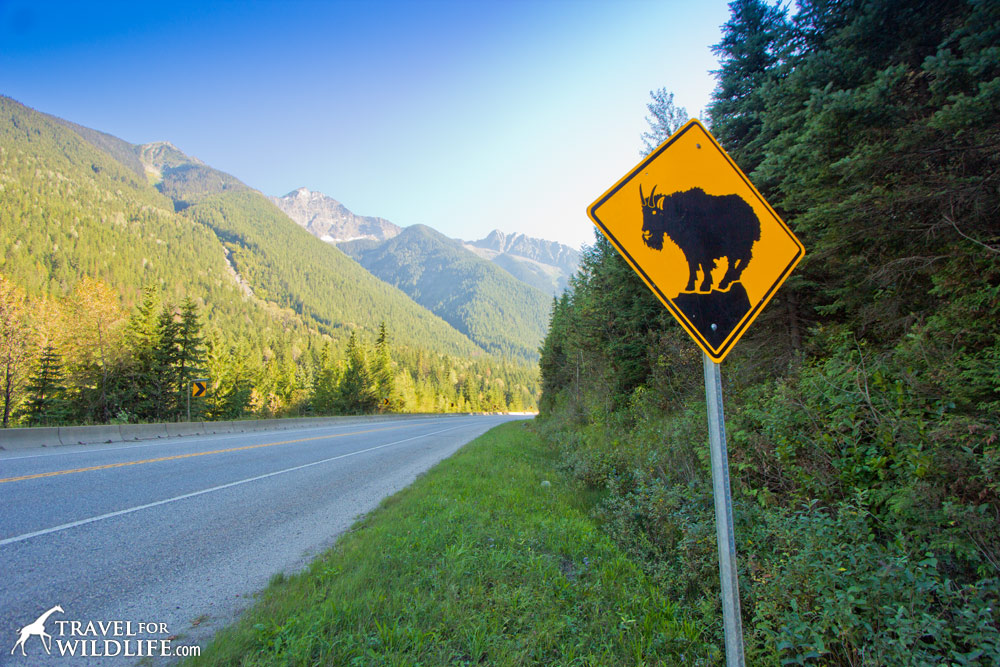 Animal crossing signs: mountain goat crossing sign