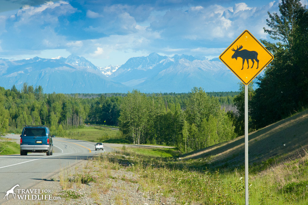 Animal crossing signs: moose crossing sign