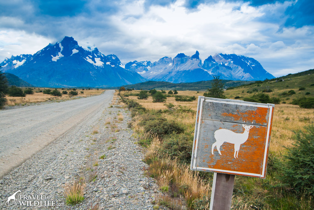 Animal crossing signs: huemul crossing sign
