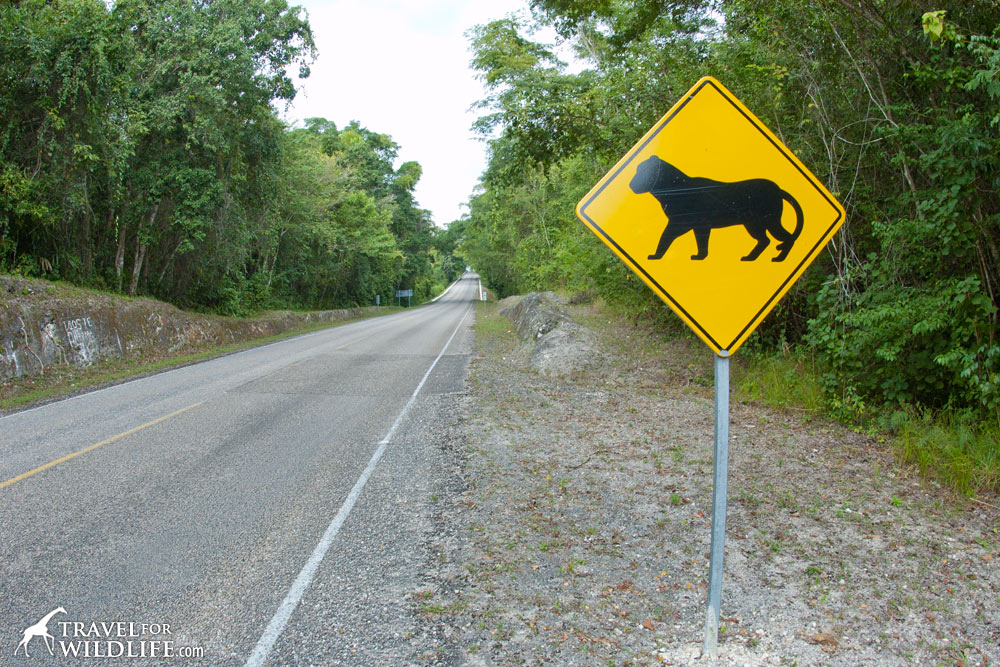 Lions and tigers and  animal crossing signs around the world