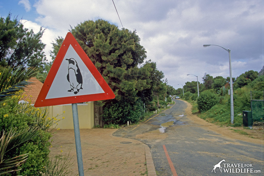 Animal crossing signs: African penguin crossing sign