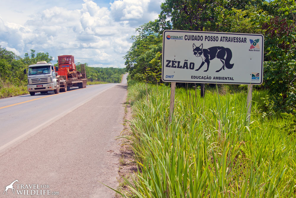 Animal crossing signs: maned wolf crossing sign
