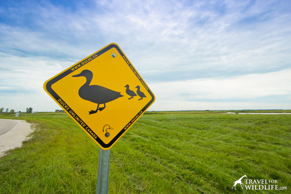Animal crossing signs: duckling crossing sign