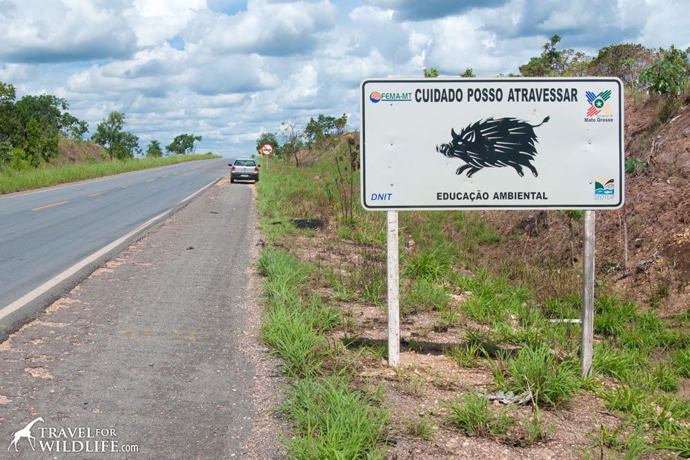 Animal crossing signs: peccary crossing sign