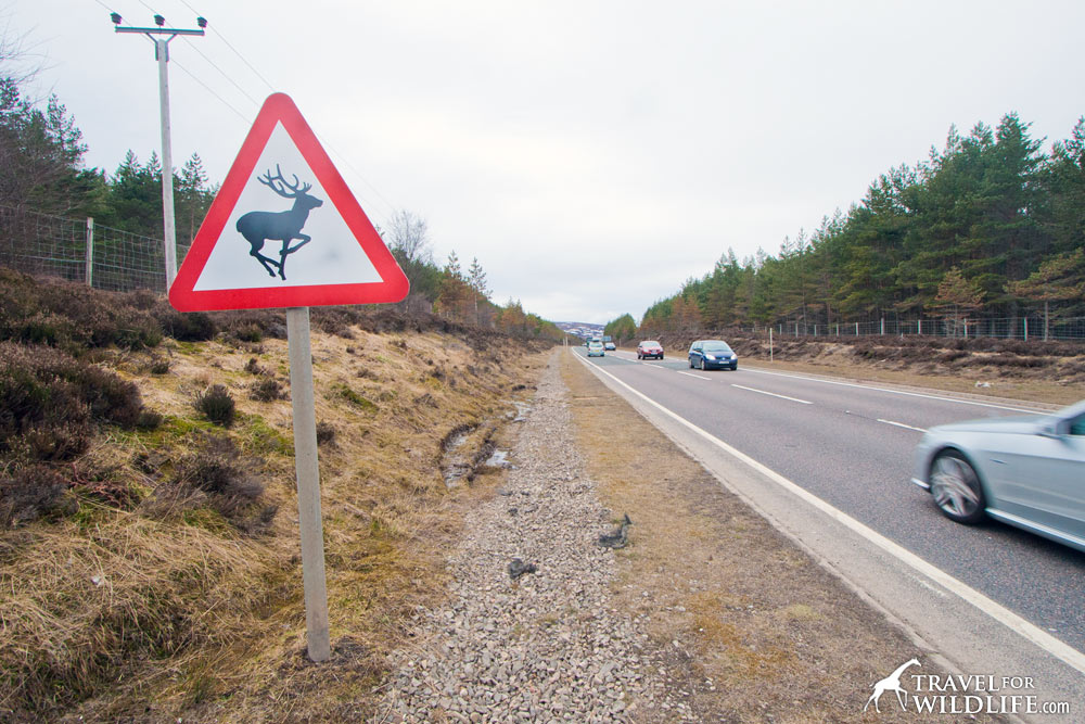 Animal crossing signs: red deer crossing sign