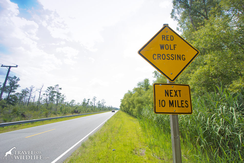 Animal crossing signs: red wolf crossing sign