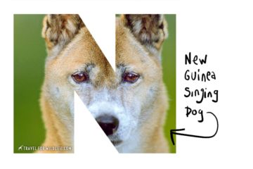 Animals That Start With U Over 130 Animals Photos Travel For Wildlife