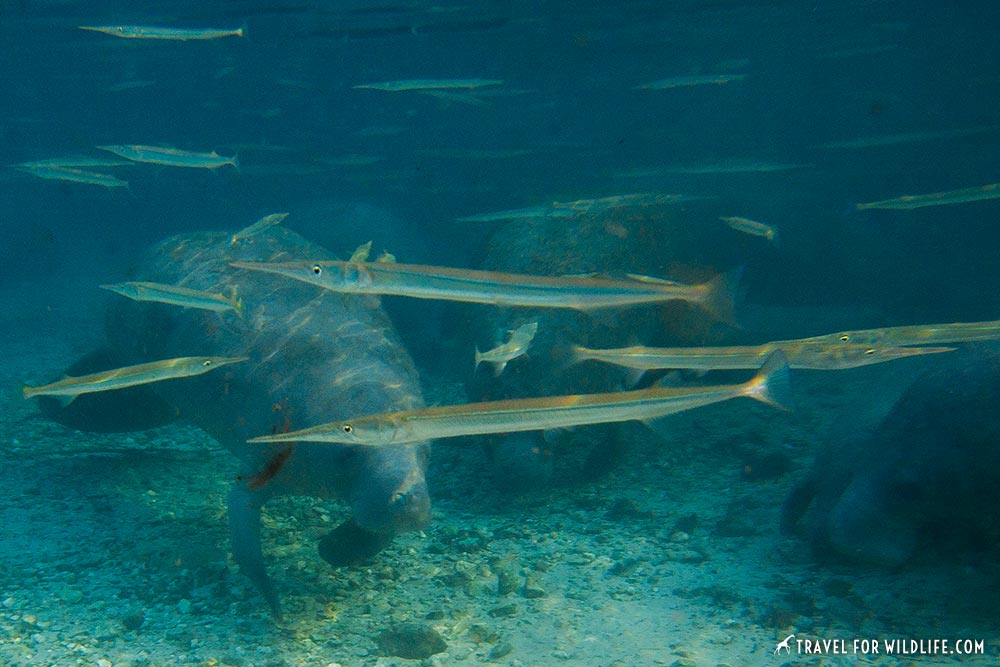 animals beginning with n, needlefish