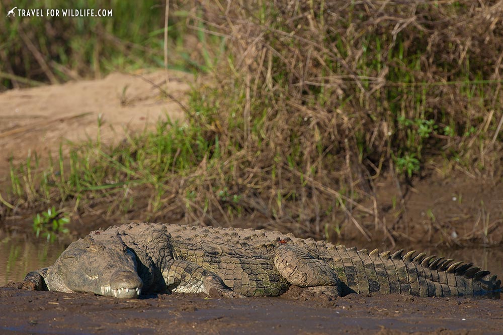 animals beginning with n, Nile Crocodile