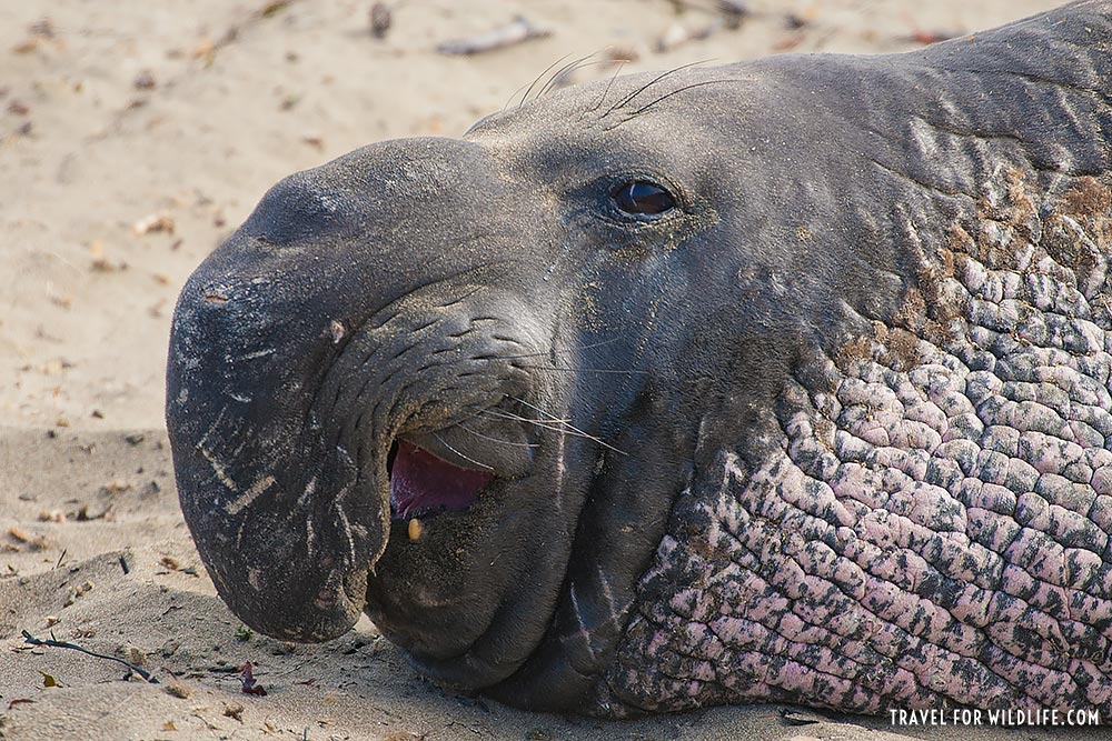Animals beginning with n: the Northern Elephant Seal
