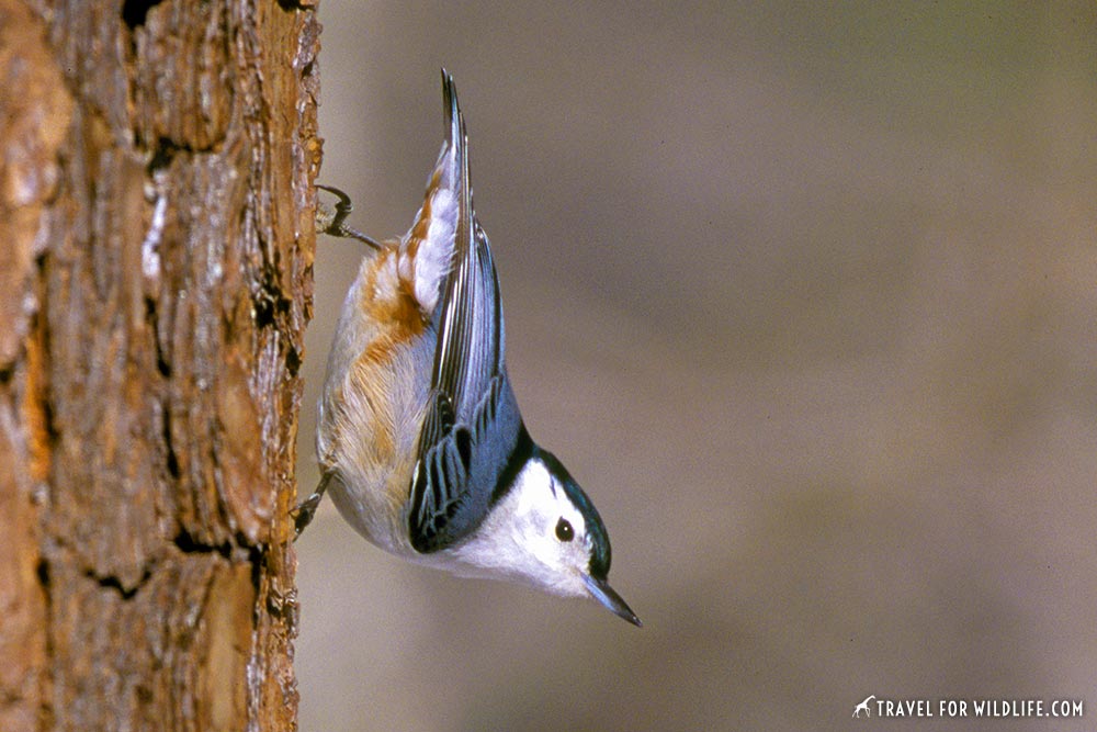 animals beginning with n: nuthatch