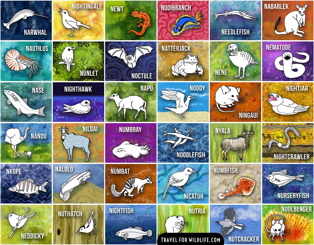 Animals beginning with N