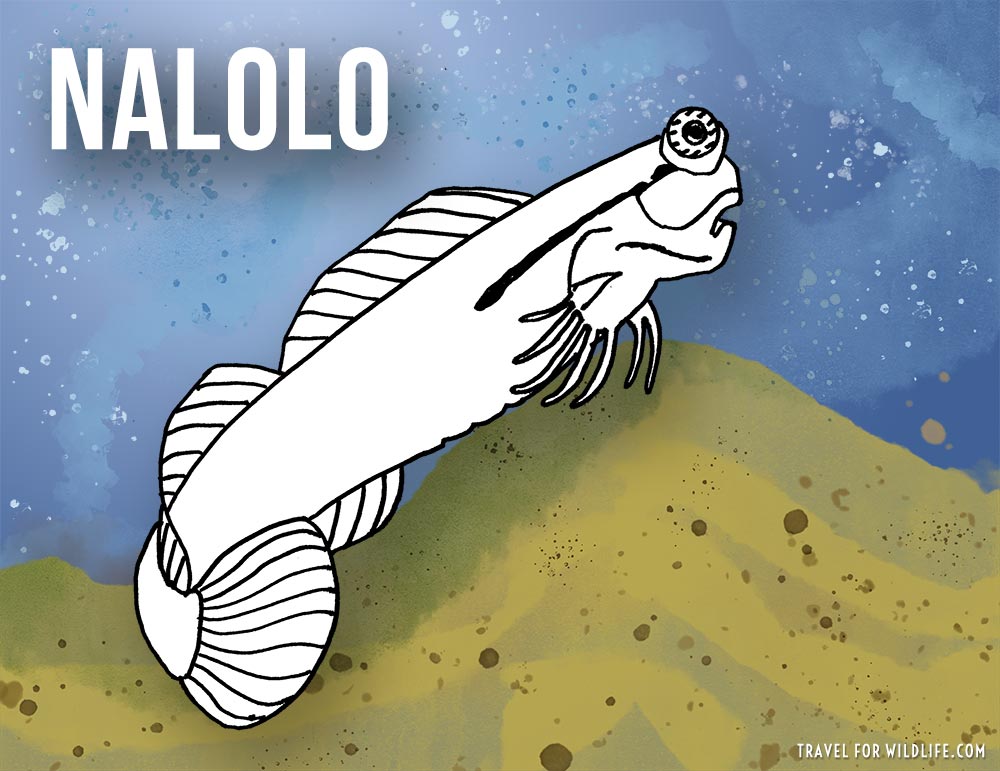 Animals that start with n - Nalolo illustration