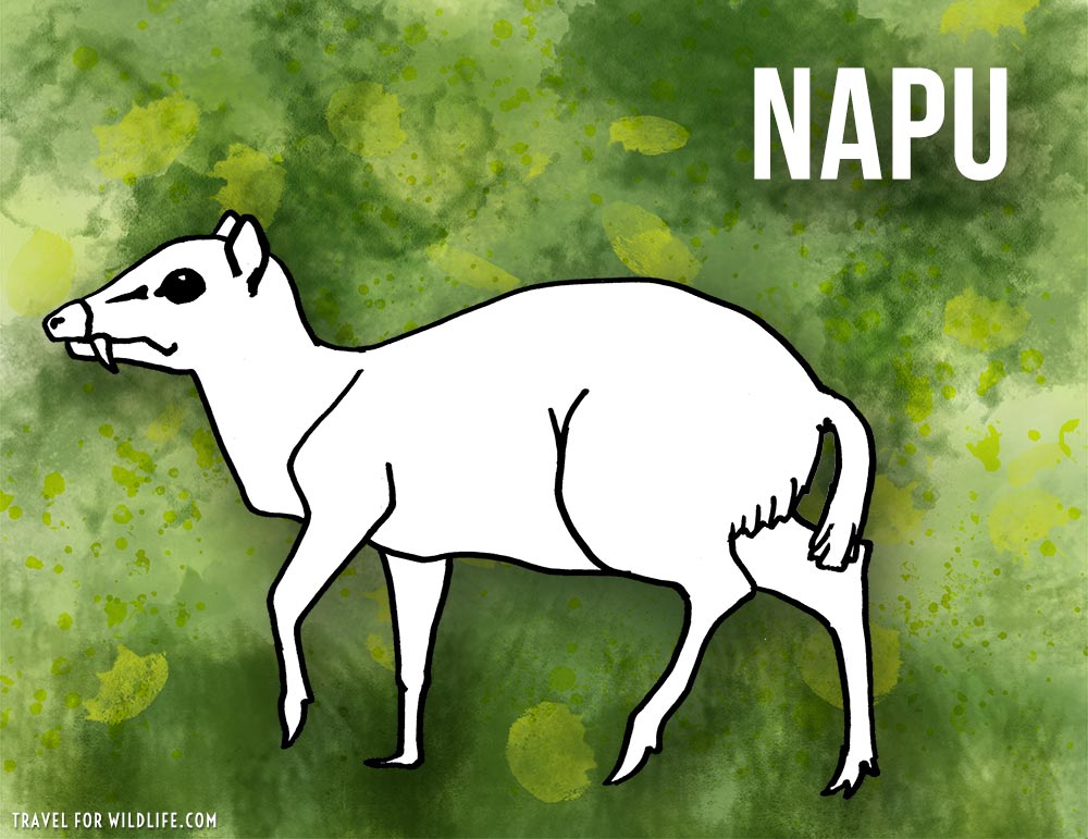 Animals that start with n -Napu illustration