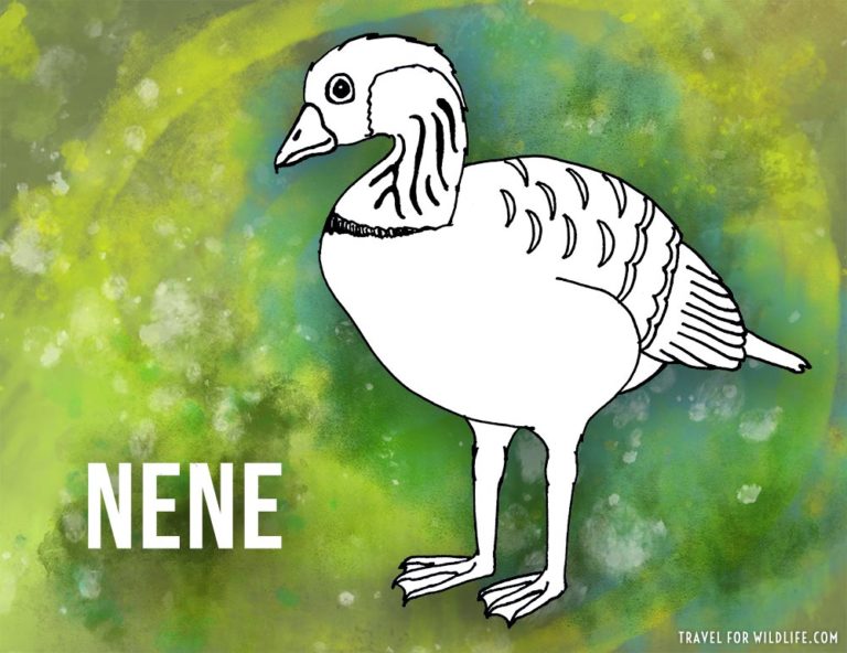 37 Tiere, die mit N | Aranjuez