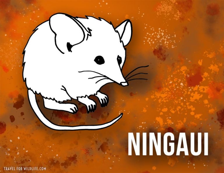 37 Tiere, die mit N | Aranjuez