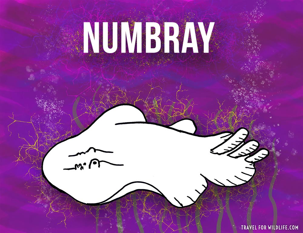 Animals that start with n - Numbray illustration