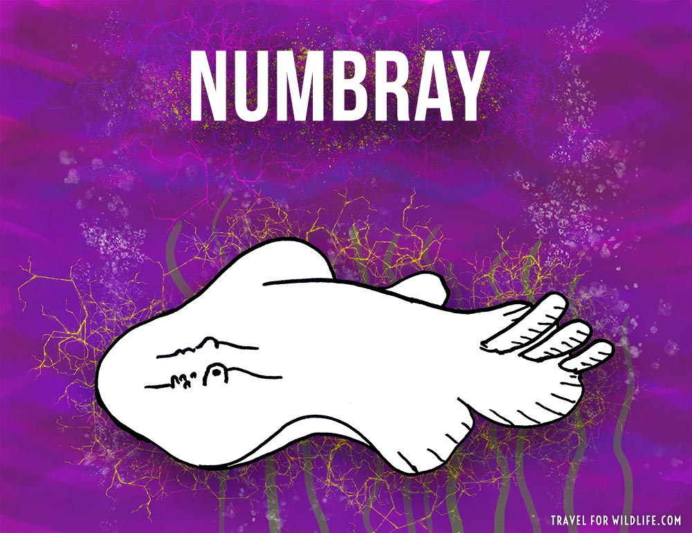 Animals that start with n - Nunbird illustration