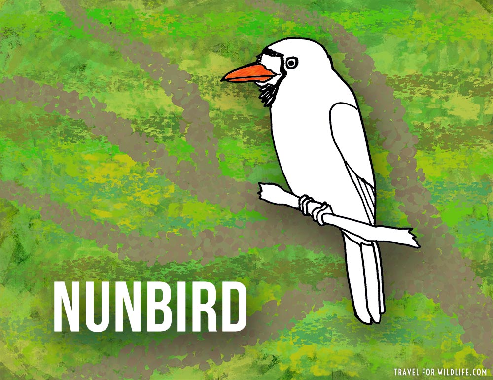 Animals that start with n - Nunbird illustration