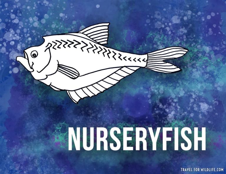 animals that start with n animals that start with n
