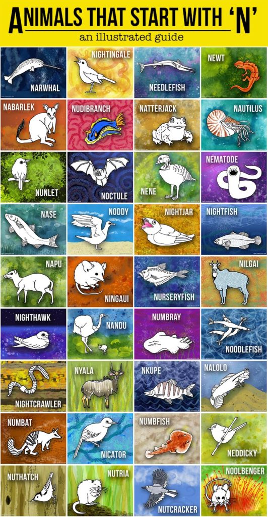 A beautifully illustrated list of animals that start with N!